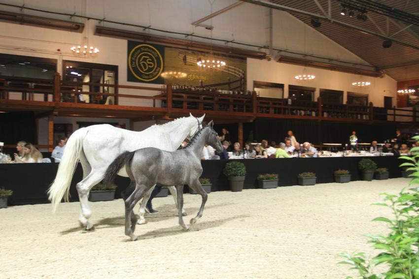 Horseman Elite Auction 2021