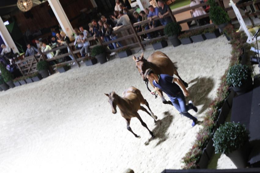 Horseman Elite Auction 2021