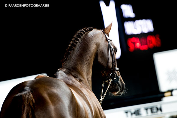 stallion show + Auction Top Ten - Tal Milstein