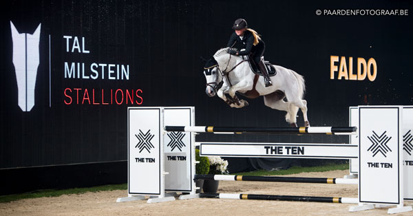 stallion show + Auction Top Ten - Tal Milstein