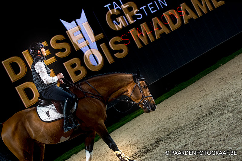 stallion show + Auction Top Ten - Tal Milstein