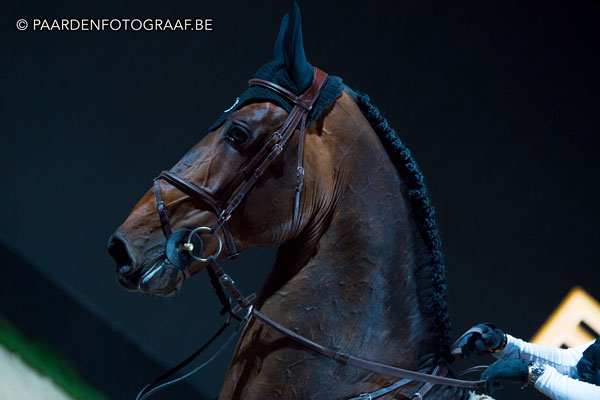 stallion show + Auction Top Ten - Tal Milstein