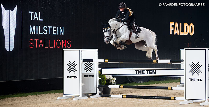stallion show + Auction Top Ten - Tal Milstein