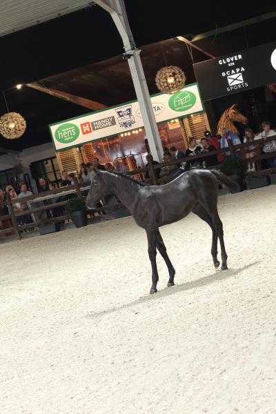 Horseman Elite Auction 2021