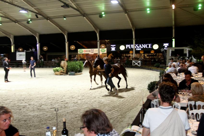 Horseman Elite Auction 2021