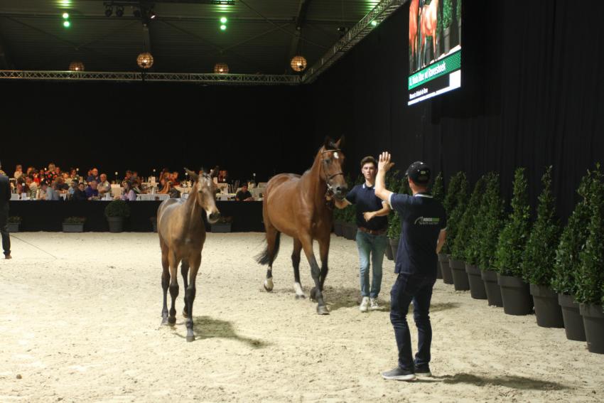 Horseman Elite Auction 2021