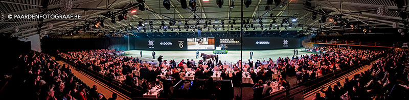 stallion show + Auction Top Ten - Tal Milstein