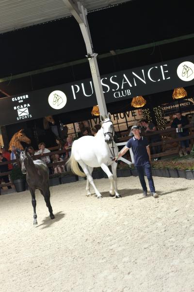 Horseman Elite Auction 2021