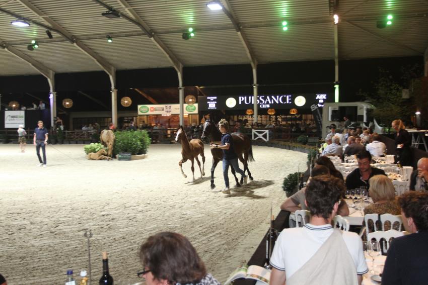 Horseman Elite Auction 2021