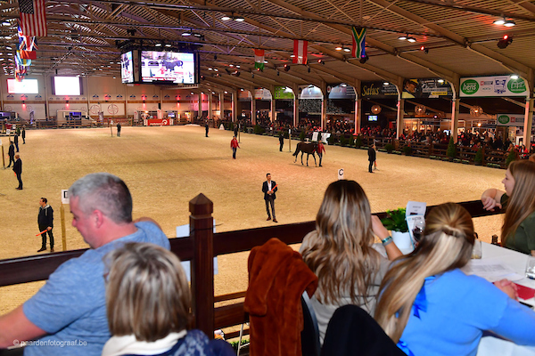 BWP Hengstenkeuring, veiling & hengstencompetitie