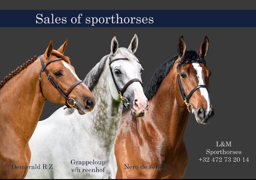 L&M Sporthorses